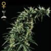 Hawaiian Snow Green House Seeds