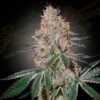 HighCloudZ Green House Seeds