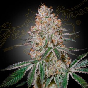 HighCloudZ Green House Seeds