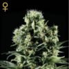 Himalaya Gold Green House Seeds