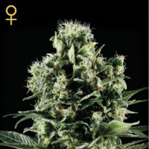 Himalaya Gold Green House Seeds