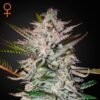 Holy Punch Green House Seeds