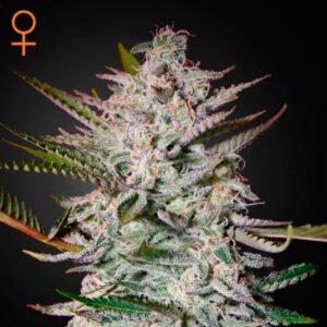 Holy Punch Green House Seeds
