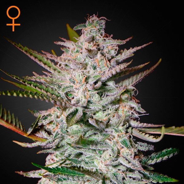 Holy Punch Green House Seeds