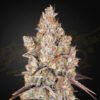 Holy Snow Green House Seeds