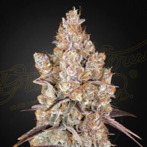 Holy Snow Green House Seeds