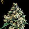 Jack Herer Green House Seeds