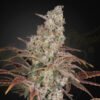 Jack’s Dream Green House Seeds