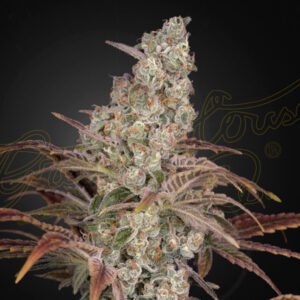 Jack’s Dream Green House Seeds