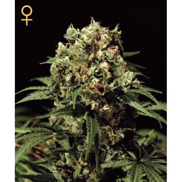 Kalashnikova Green House Seeds