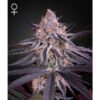 King's Juice Green House Seeds