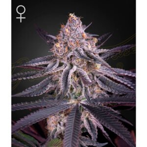 King's Juice Green House Seeds