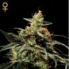 King's Kush Green House Seeds