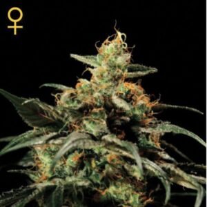 King's Kush Green House Seeds