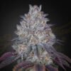 King’s Tart Green House Seeds