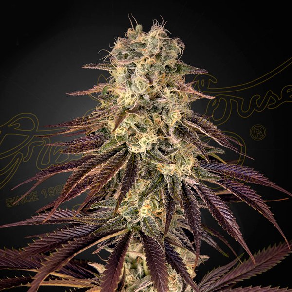Kong's Krush Green House Seeds