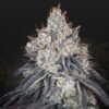 Lemon Orange Green House Seeds