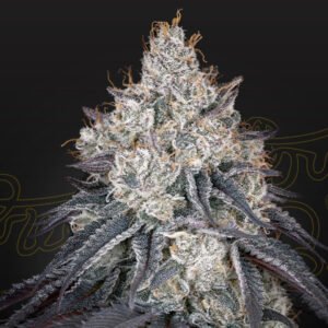 Lemon Orange Green House Seeds