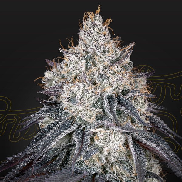 Lemon Orange Green House Seeds