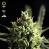Lemon Skunk Green House Seeds
