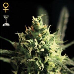 Lemon Skunk Green House Seeds