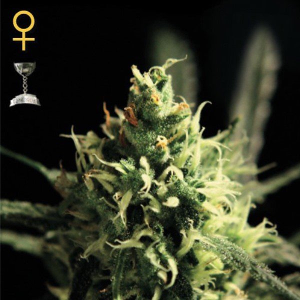 Lemon Skunk Green House Seeds