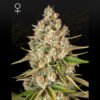 Lost Pearl Green House Seeds