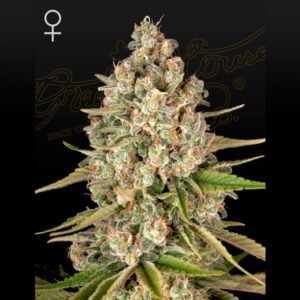 Lost Pearl Green House Seeds