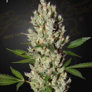 Moby Dick Green House Seeds