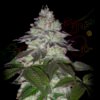 Milky Dreams Green House Seeds
