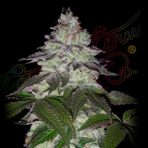 Milky Dreams Green House Seeds