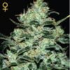 Moby Dick Green House Seeds