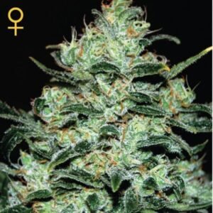Moby Dick Green House Seeds