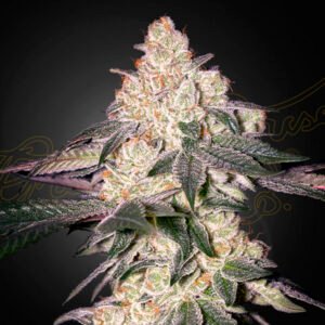 Moweeto Green House Seeds