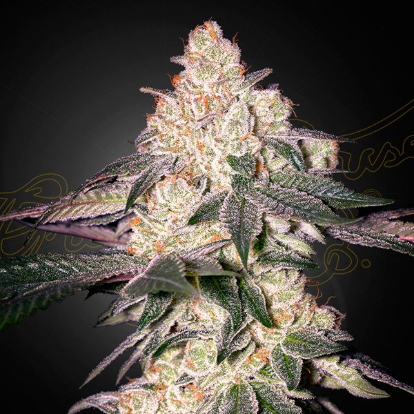 Moweeto Green House Seeds