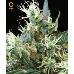 NL5 Haze Mist Green House Seeds