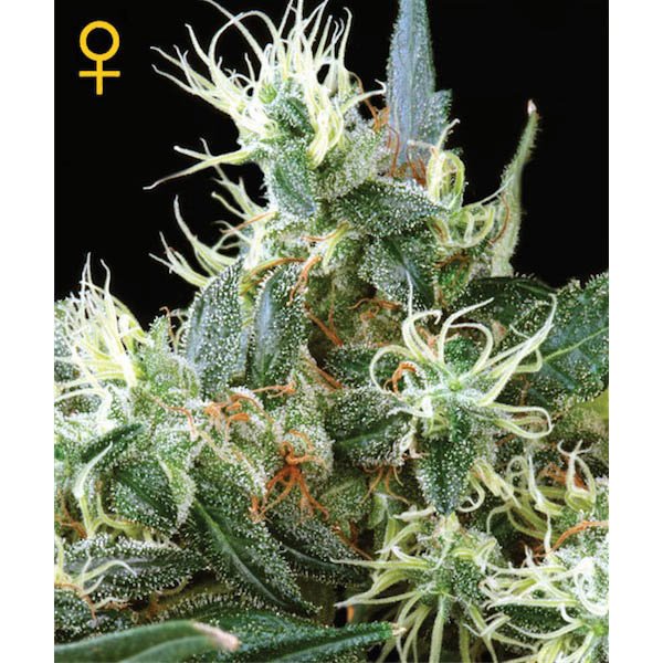 NL5 Haze Mist Green House Seeds