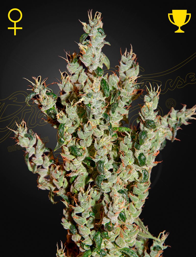 NL5 Haze Mist Green House Seeds