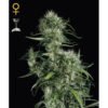 Neville's Haze Green House Seeds