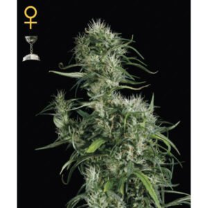 Neville's Haze Green House Seeds