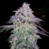 Nori Cake Green House Seeds