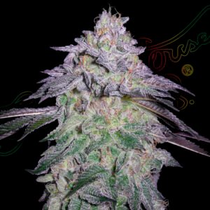 Nori Cake Green House Seeds