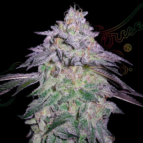 Nori Cake Green House Seeds