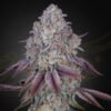 Persian pie Green House Seeds