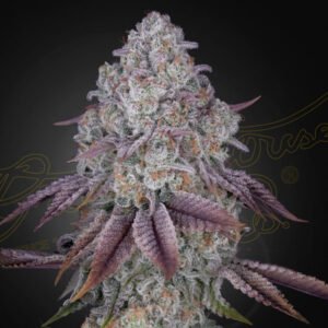 Persian pie Green House Seeds