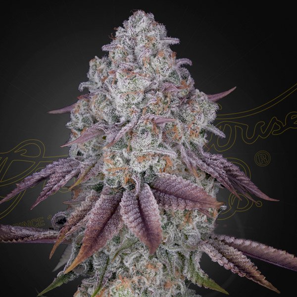 Persian pie Green House Seeds