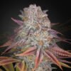 Pulp Friction Green House Seeds