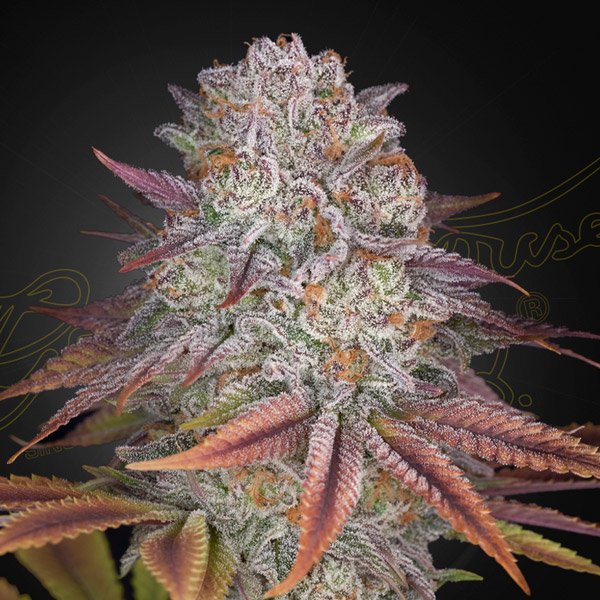 Pulp Friction Green House Seeds