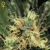 Pure Kush Green House Seeds