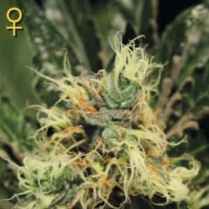 Pure Kush Green House Seeds